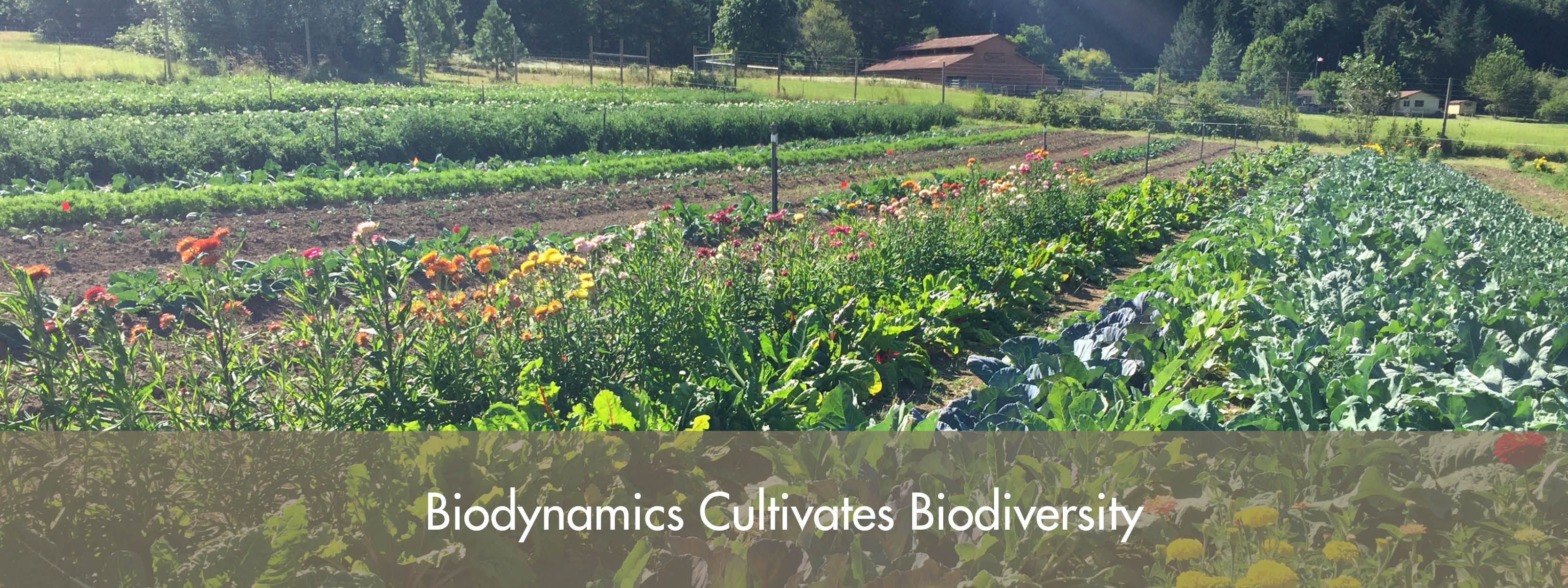 Aprender Sobre 98+ Imagem Biodynamic Farming Vs Organic - Br ...